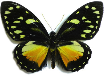 Papilio ascolius  